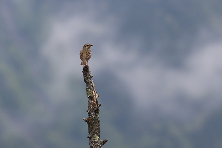 山階鳥類研究所広報ブログ 渡り鳥 絶滅危惧種などの鳥類専門研究機関 公益財団法人 山階鳥類研究所のできごと ページ 6