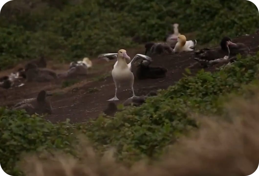 あなたの寄附でアホウドリを復活へ。｜公益財団法人山階鳥類研究所