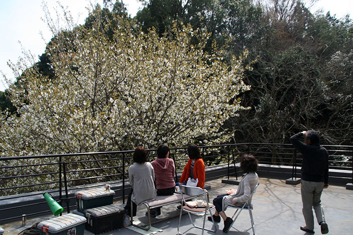 ohanami_lunch_s