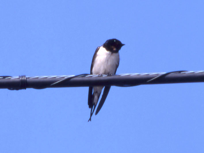 swallow_on_wire_03