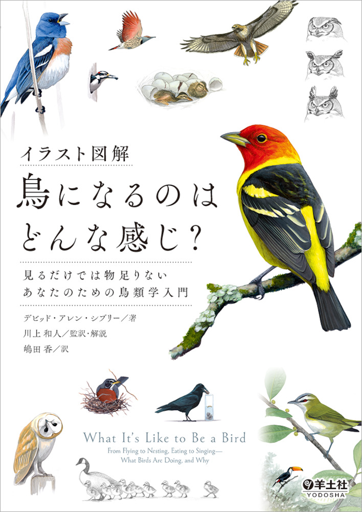 献本ありがとうございます イラスト図解 鳥になるのはどんな感じ 山階鳥類研究所広報ブログ